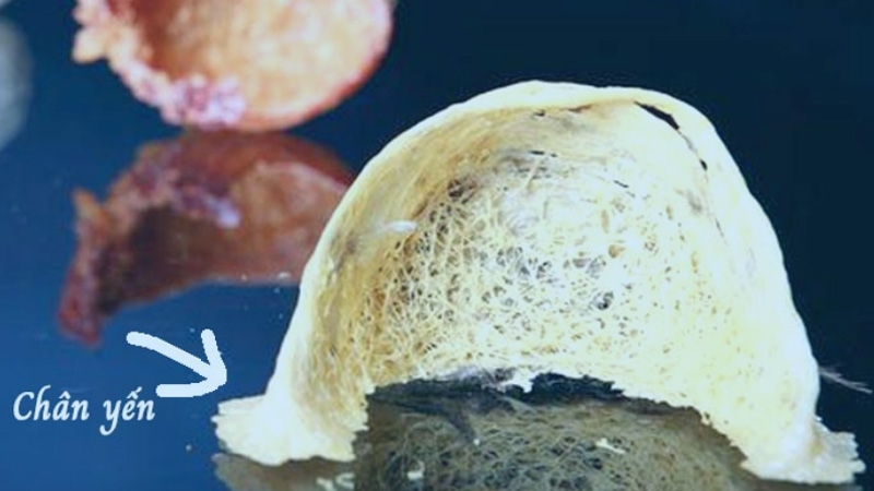 Chân Yến Là Gì? Chân Yến Có Chất Lượng Không?